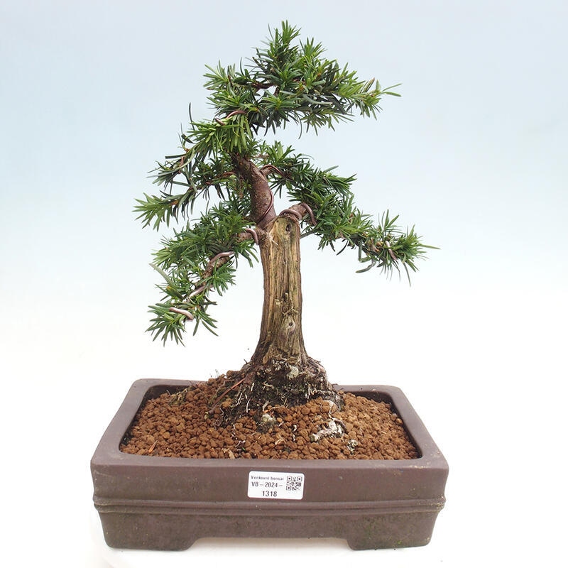 Bonsai im Freien - Taxus cuspidata - Japanische Eibe