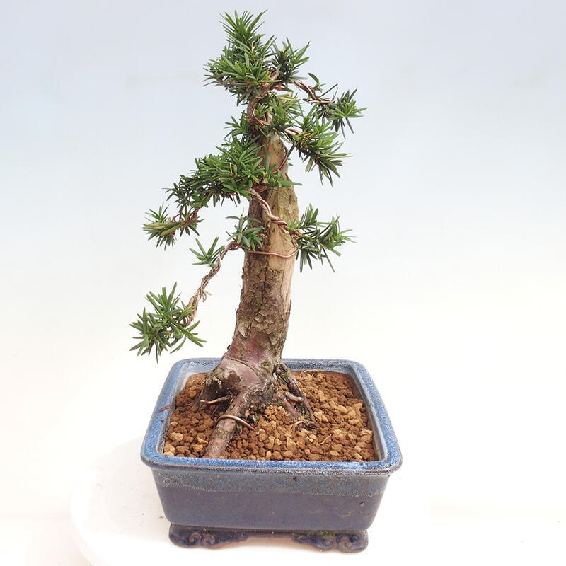 Bonsai im Freien - Taxus cuspidata - Japanische Eibe