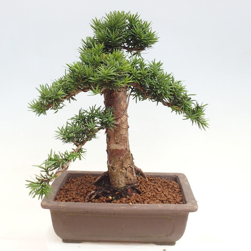 Bonsai im Freien - Taxus cuspidata - Japanische Eibe