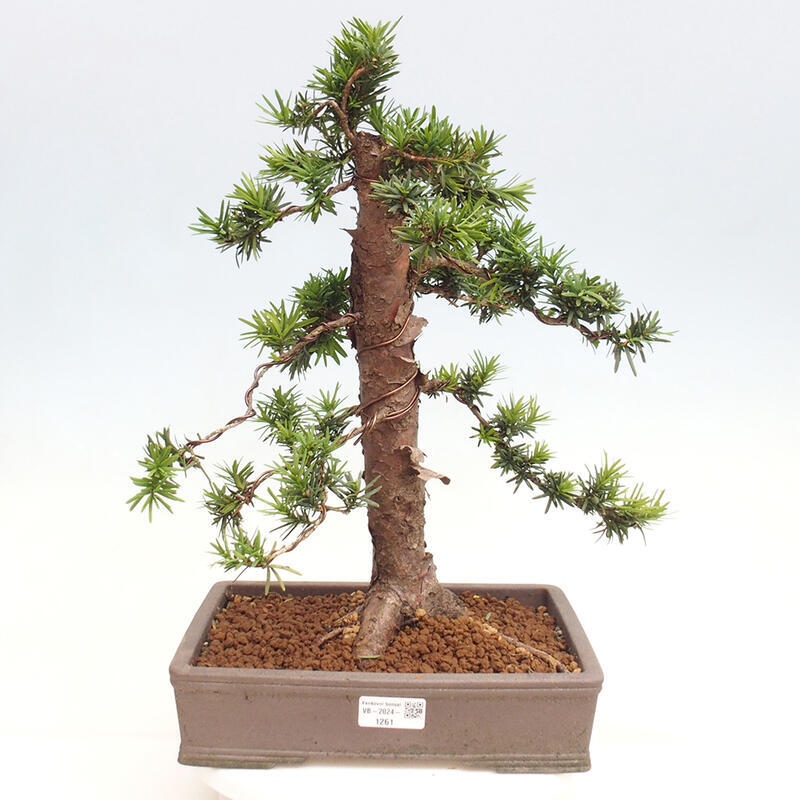 Bonsai im Freien - Taxus cuspidata - Japanische Eibe