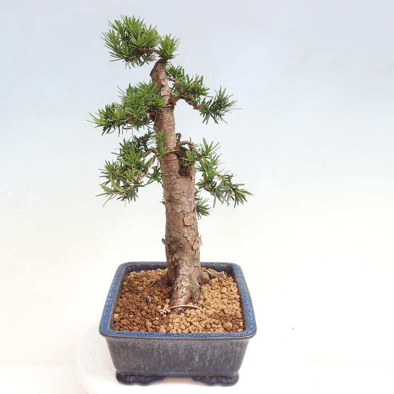 Bonsai im Freien - Taxus cuspidata - Japanische Eibe