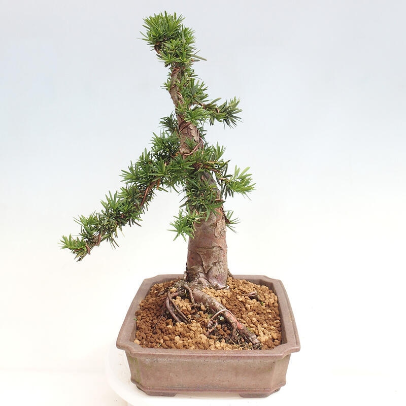 Bonsai im Freien - Taxus cuspidata - Japanische Eibe