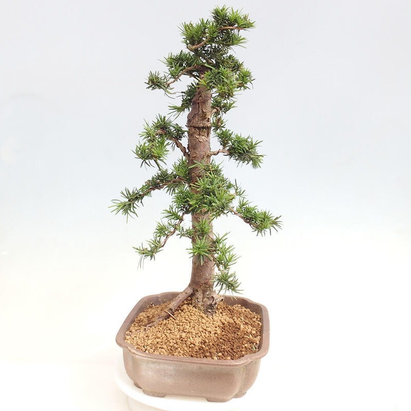 Bonsai im Freien - Taxus cuspidata - Japanische Eibe