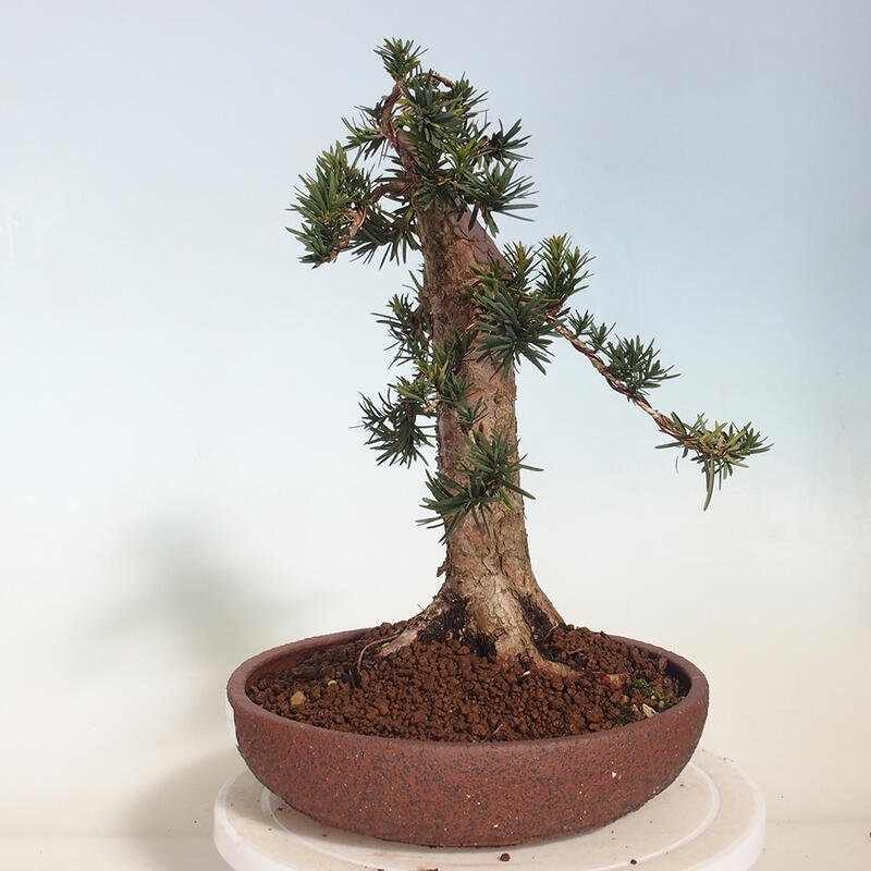 Bonsai im Freien - Taxus cuspidata - Japanische Eibe