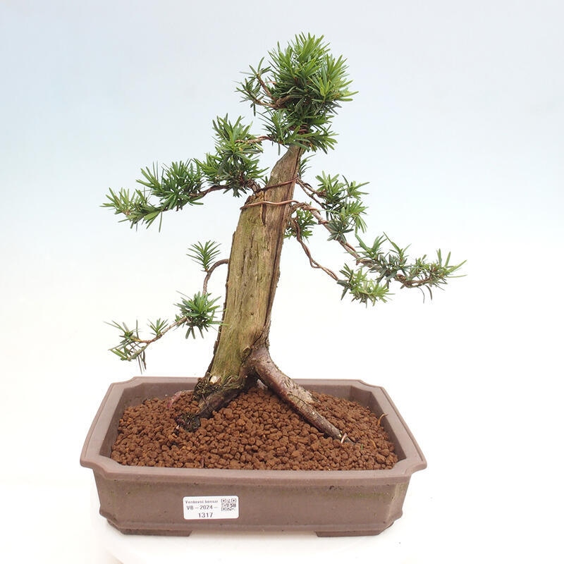 Bonsai im Freien - Taxus cuspidata - Japanische Eibe