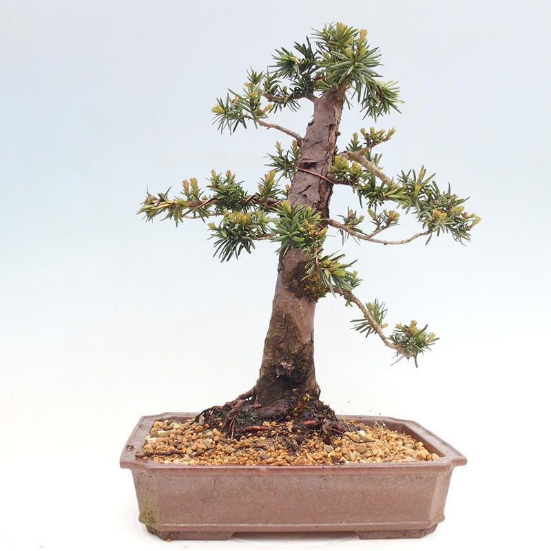 Bonsai im Freien - Taxus cuspidata - Japanische Eibe