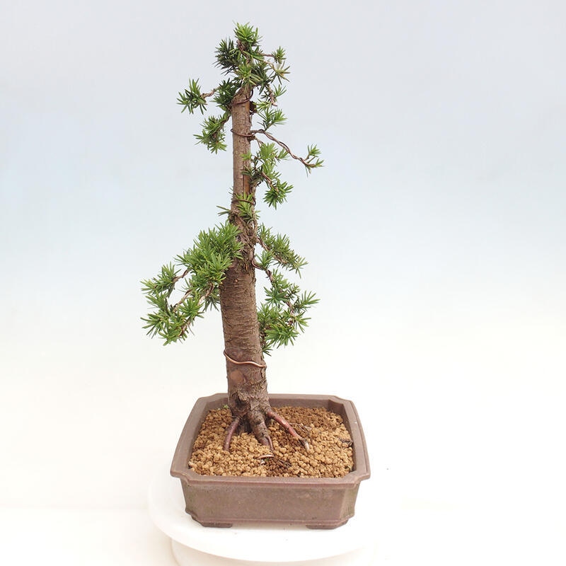 Bonsai im Freien - Taxus cuspidata - Japanische Eibe