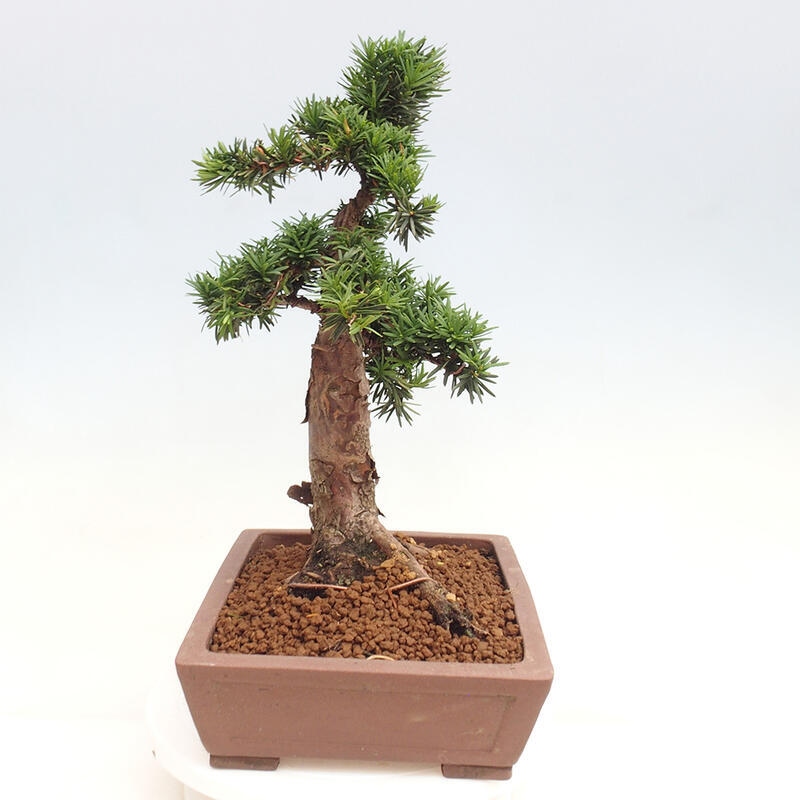 Bonsai im Freien - Taxus cuspidata - Japanische Eibe