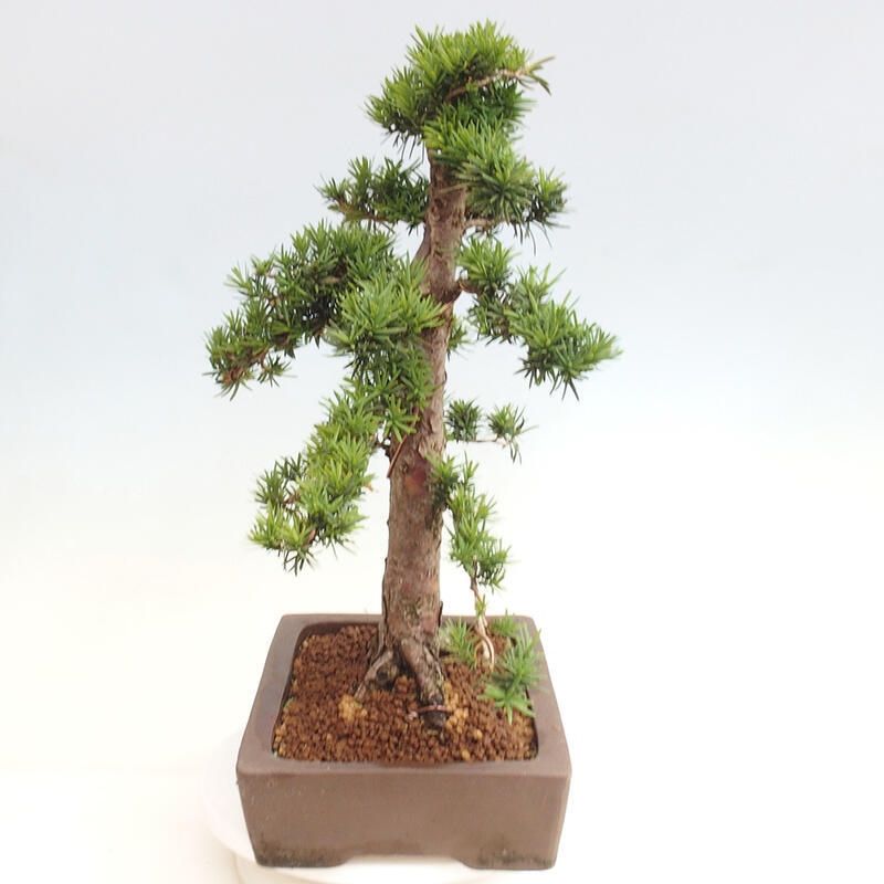 Bonsai im Freien - Taxus cuspidata - Japanische Eibe