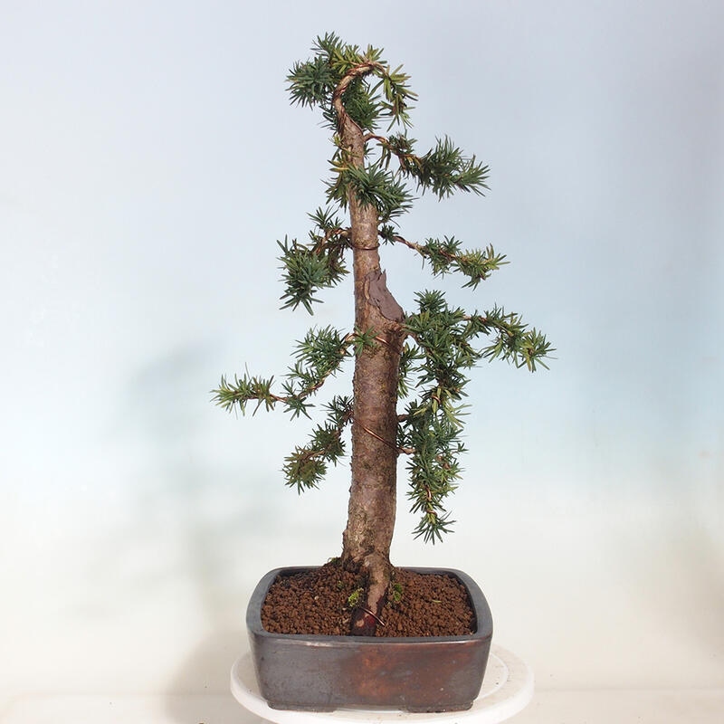 Bonsai im Freien - Taxus cuspidata - Japanische Eibe