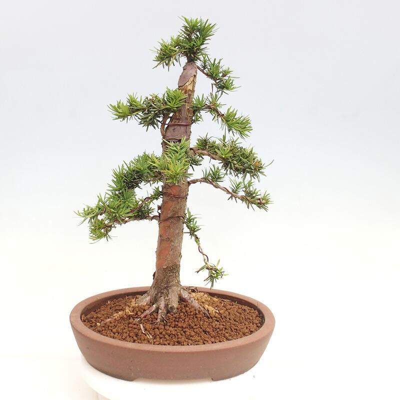 Bonsai im Freien - Taxus cuspidata - Japanische Eibe