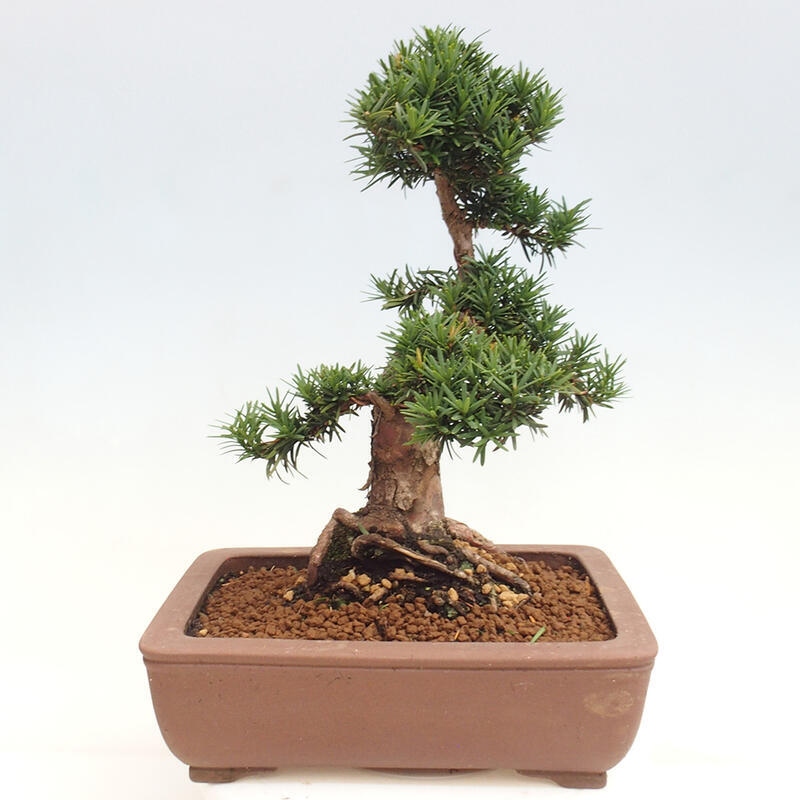 Bonsai im Freien - Taxus cuspidata - Japanische Eibe