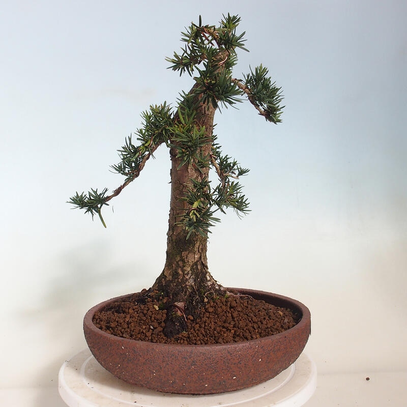 Bonsai im Freien - Taxus cuspidata - Japanische Eibe