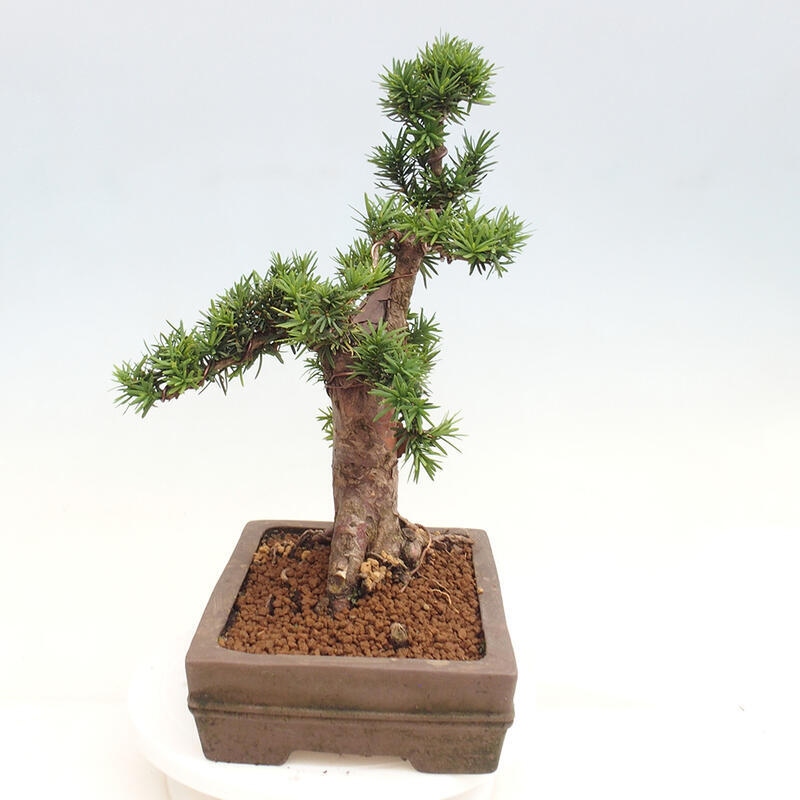 Bonsai im Freien - Taxus cuspidata - Japanische Eibe