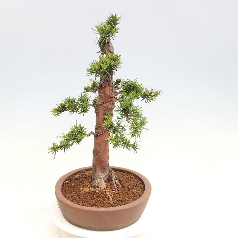 Bonsai im Freien - Taxus cuspidata - Japanische Eibe