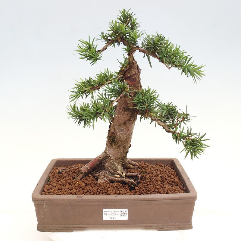 Bonsai im Freien - Taxus cuspidata - Japanische Eibe