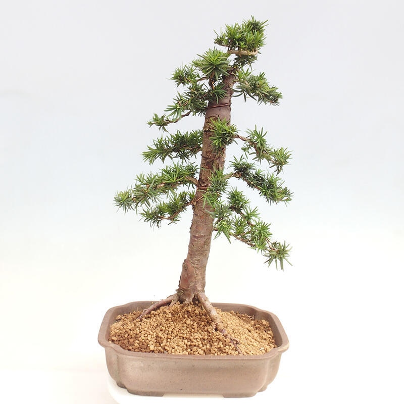 Bonsai im Freien - Taxus cuspidata - Japanische Eibe