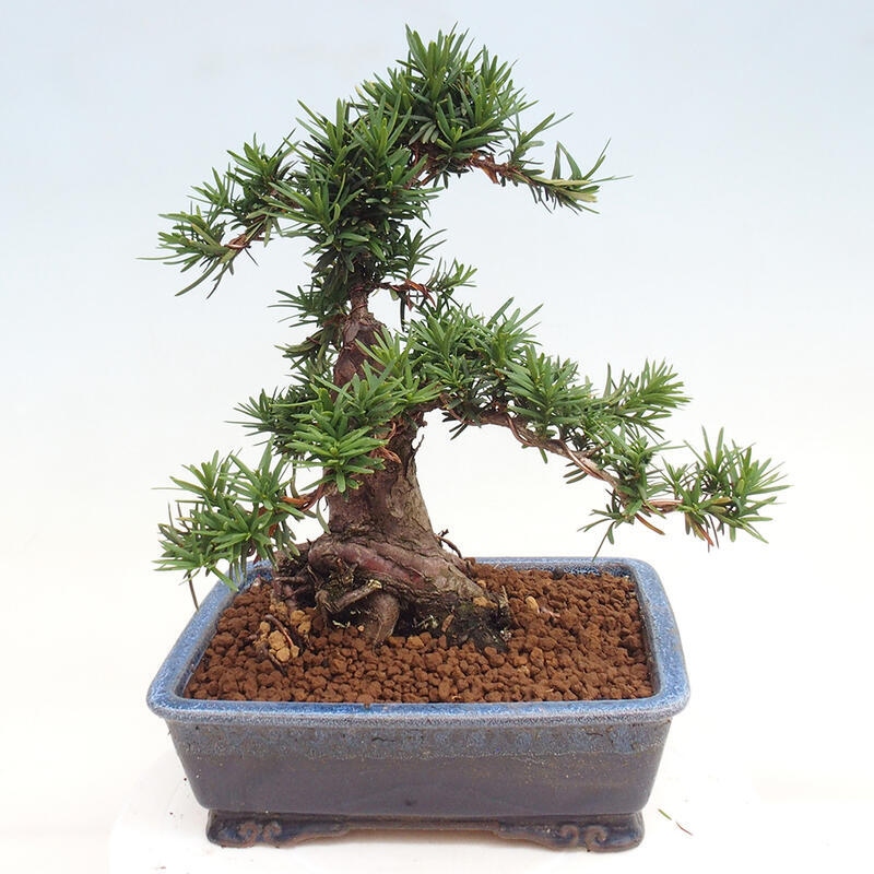 Bonsai im Freien - Taxus cuspidata - Japanische Eibe