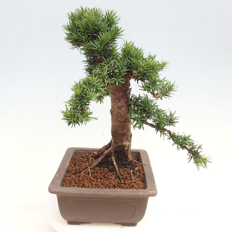 Bonsai im Freien - Taxus cuspidata - Japanische Eibe