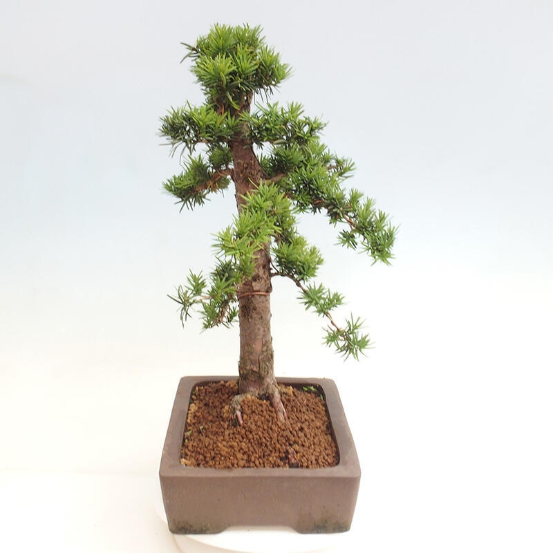 Bonsai im Freien - Taxus cuspidata - Japanische Eibe