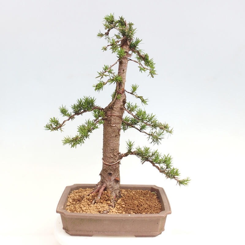 Bonsai im Freien - Taxus cuspidata - Japanische Eibe