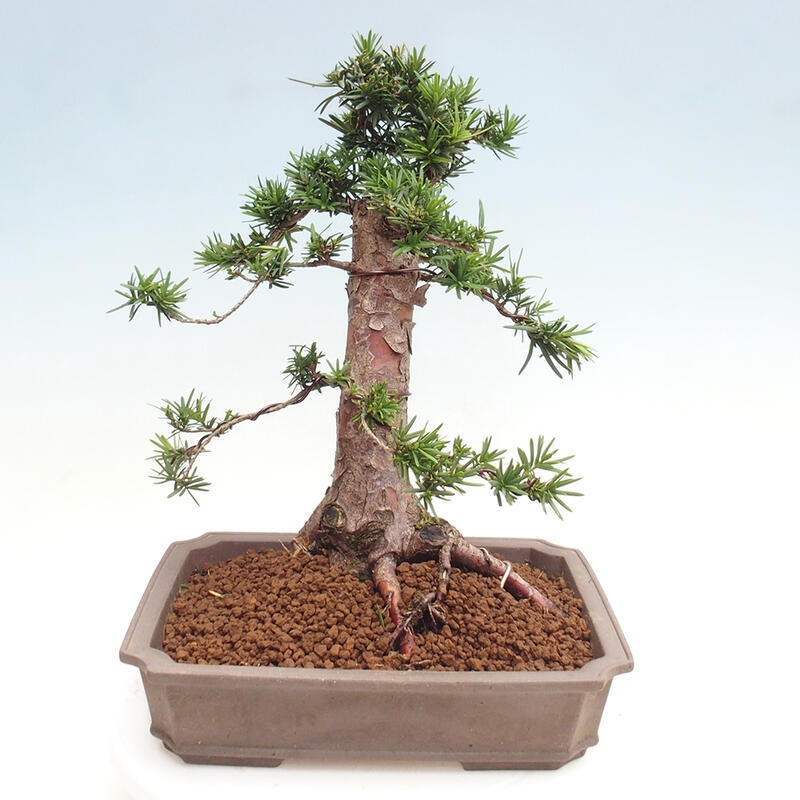 Bonsai im Freien - Taxus cuspidata - Japanische Eibe