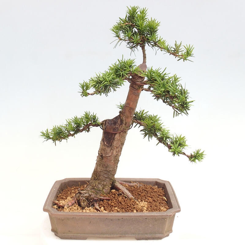 Bonsai im Freien - Taxus cuspidata - Japanische Eibe