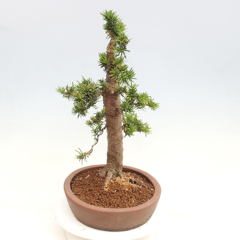 Bonsai im Freien - Taxus cuspidata - Japanische Eibe