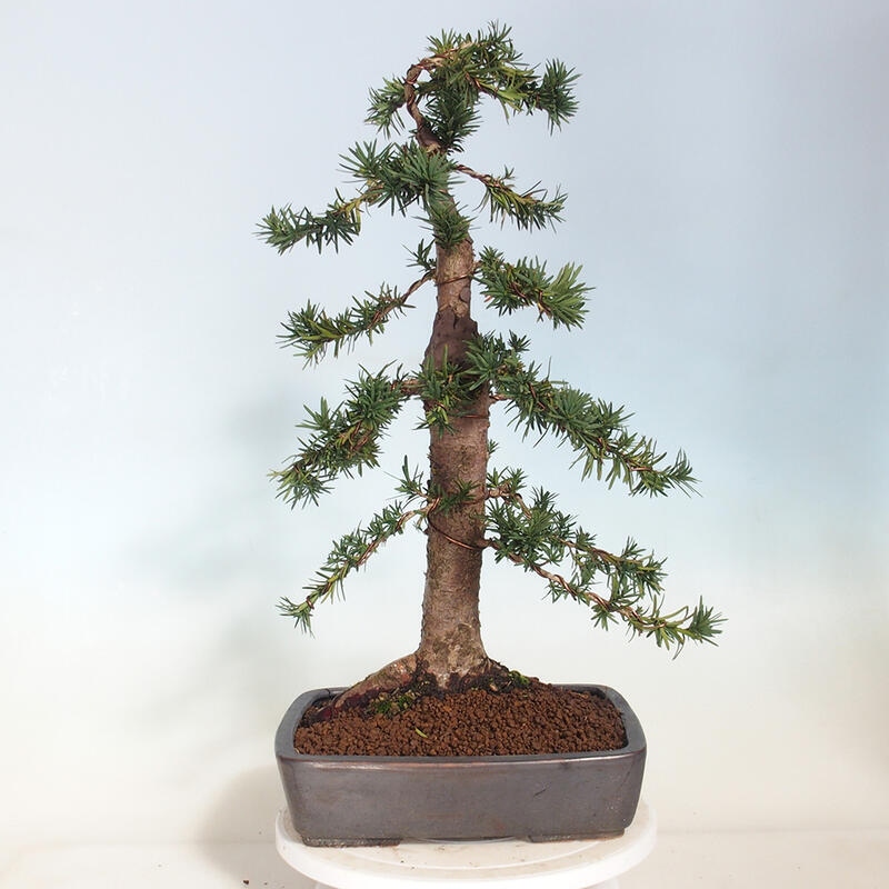 Bonsai im Freien - Taxus cuspidata - Japanische Eibe