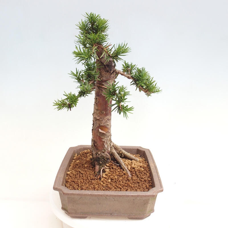 Bonsai im Freien - Taxus cuspidata - Japanische Eibe