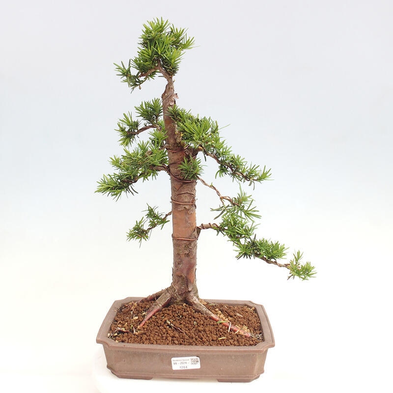 Bonsai im Freien - Taxus cuspidata - Japanische Eibe