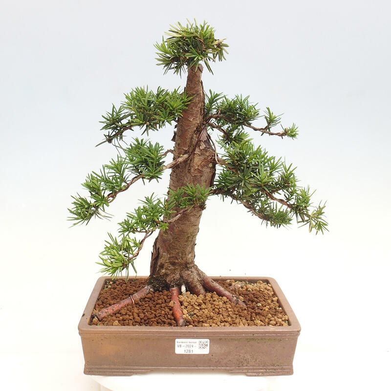 Bonsai im Freien - Taxus cuspidata - Japanische Eibe