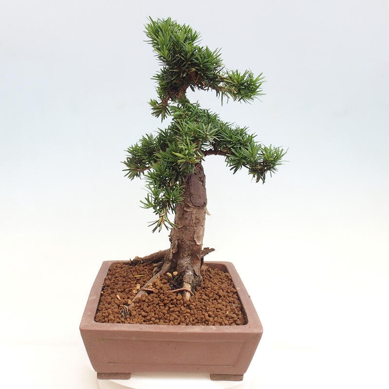 Bonsai im Freien - Taxus cuspidata - Japanische Eibe