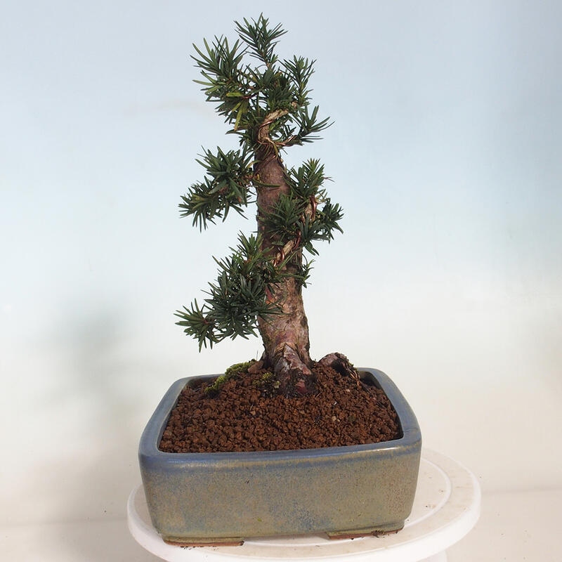 Bonsai im Freien - Taxus cuspidata - Japanische Eibe