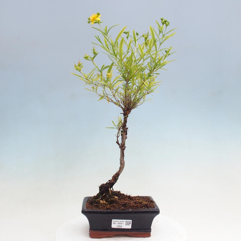 Bonsai im Freien - Johanniskraut - Hypericum