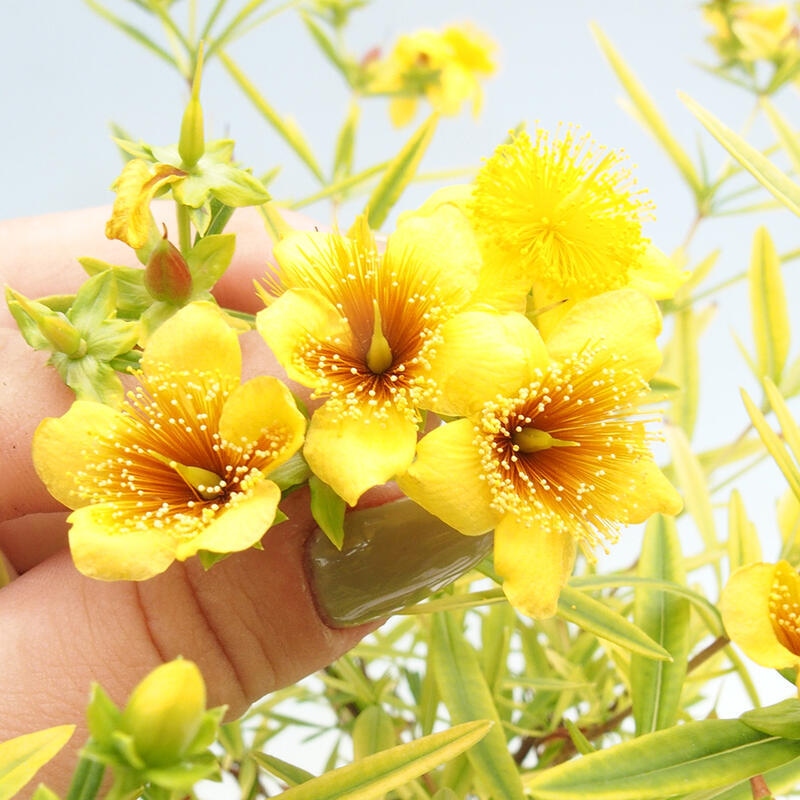 Bonsai im Freien - Johanniskraut - Hypericum