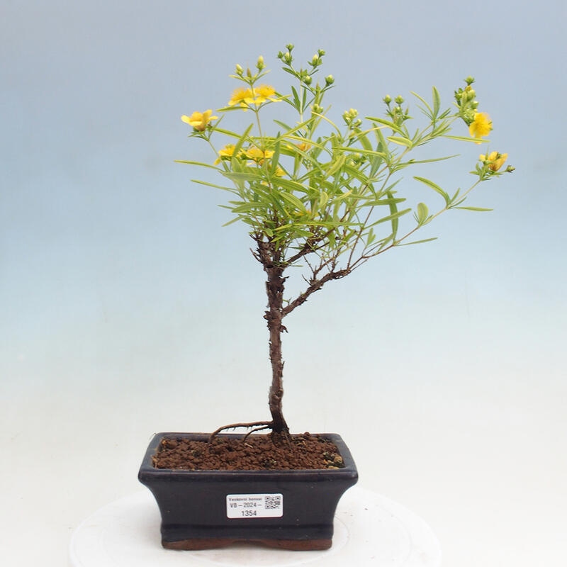 Bonsai im Freien - Johanniskraut - Hypericum