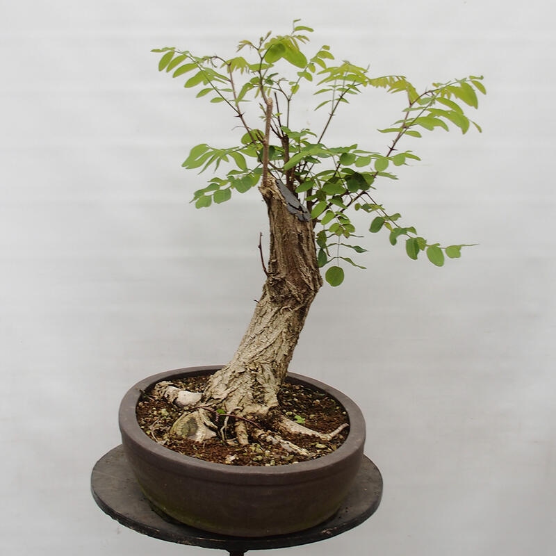 Bonsai im Freien - Akazie - Robinia pseudoacacia