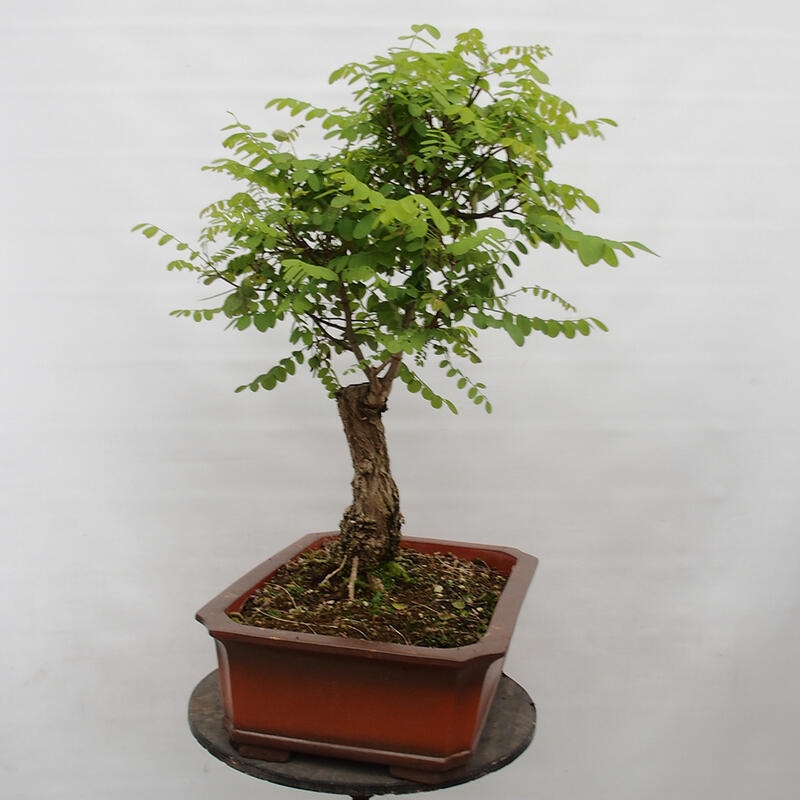 Bonsai im Freien - Akazie - Robinia pseudoacacia