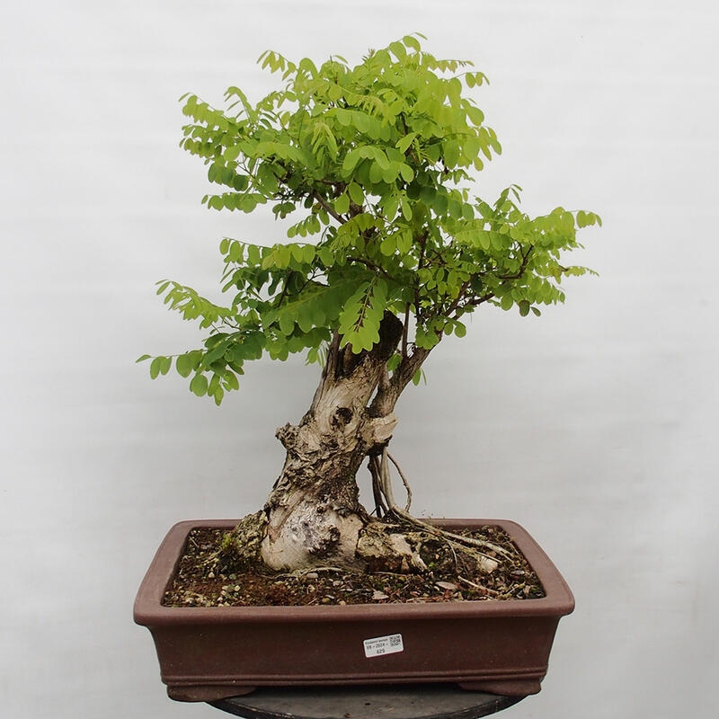 Bonsai im Freien - Akazie - Robinia pseudoacacia