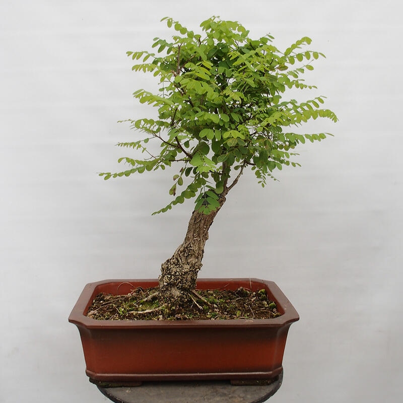 Bonsai im Freien - Akazie - Robinia pseudoacacia