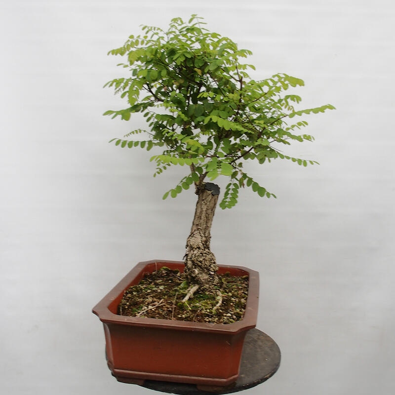 Bonsai im Freien - Akazie - Robinia pseudoacacia