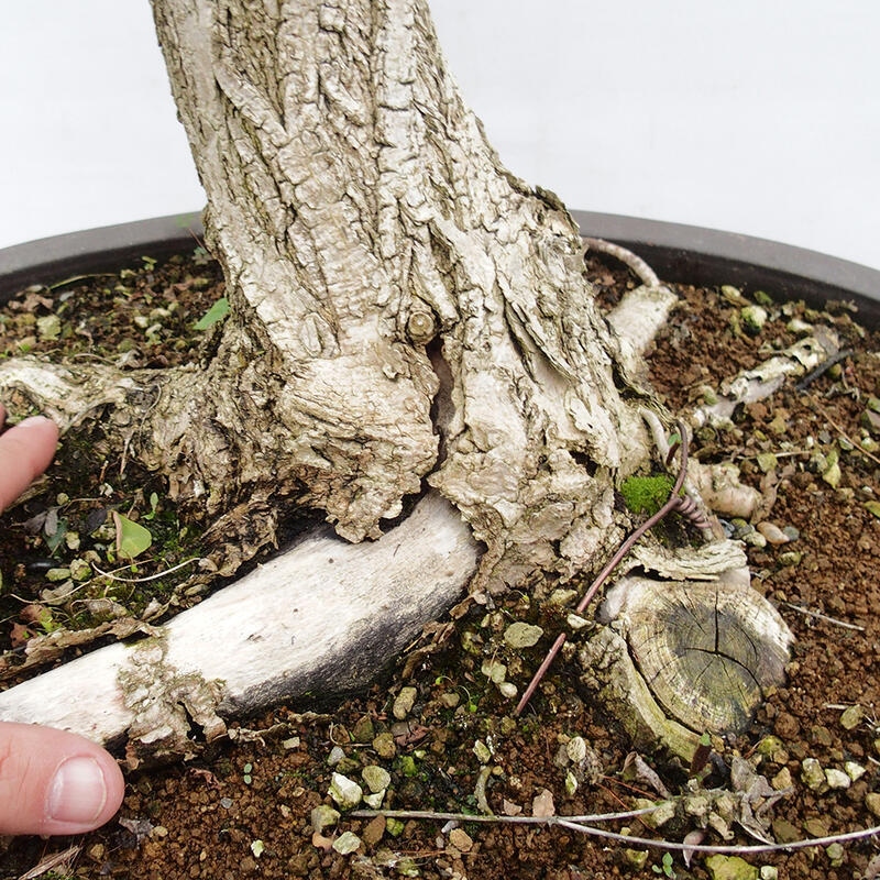 Bonsai im Freien - Akazie - Robinia pseudoacacia