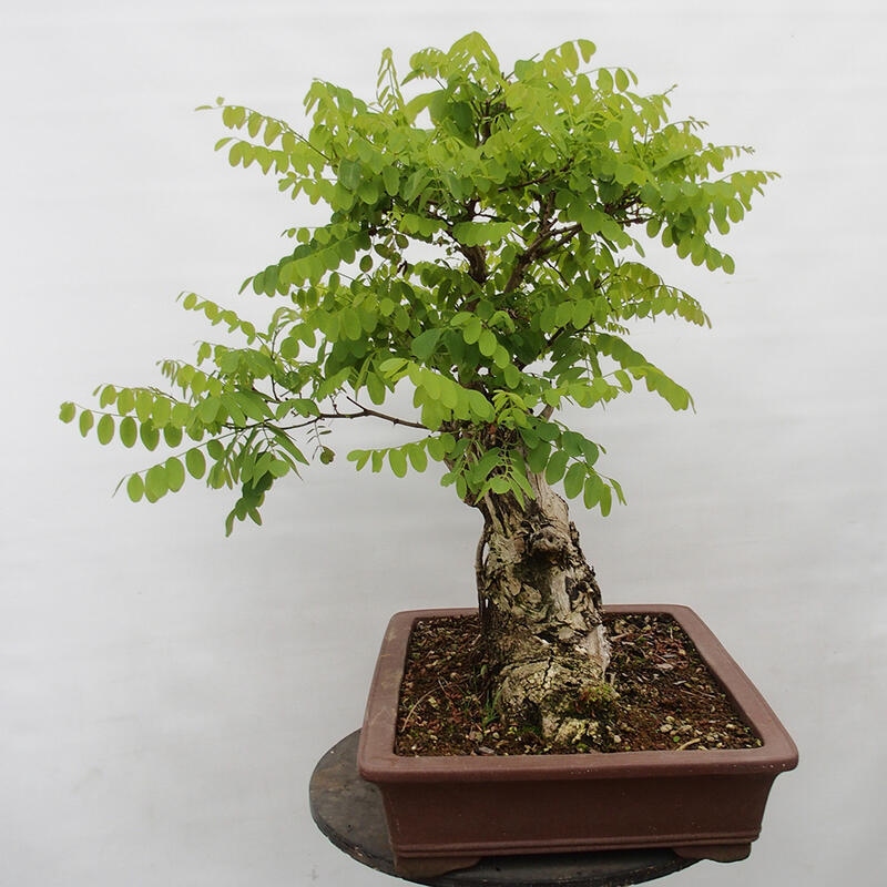 Bonsai im Freien - Akazie - Robinia pseudoacacia