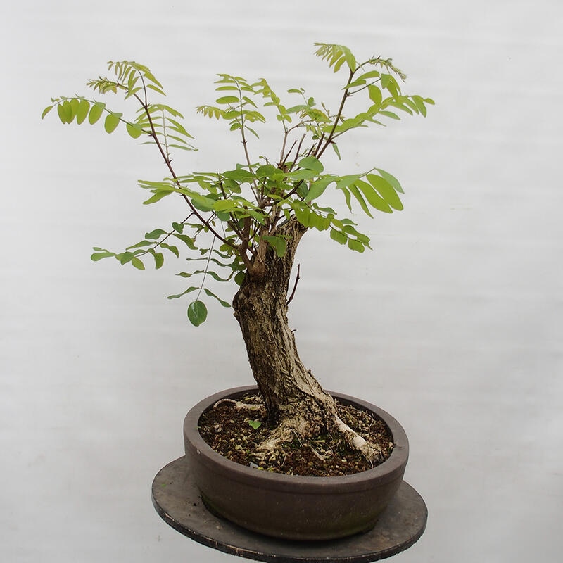 Bonsai im Freien - Akazie - Robinia pseudoacacia