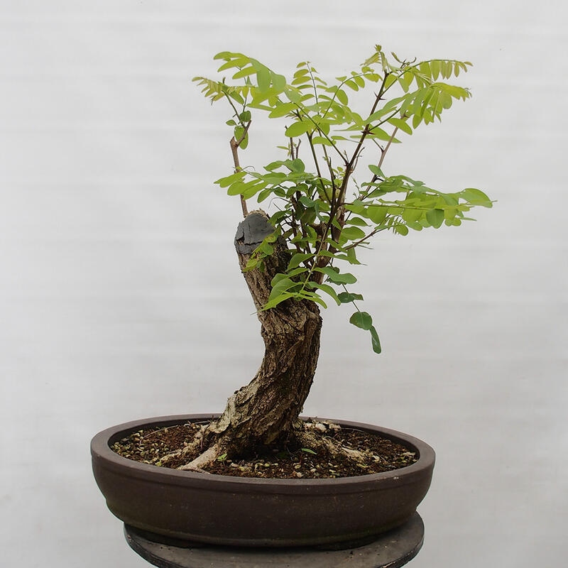 Bonsai im Freien - Akazie - Robinia pseudoacacia