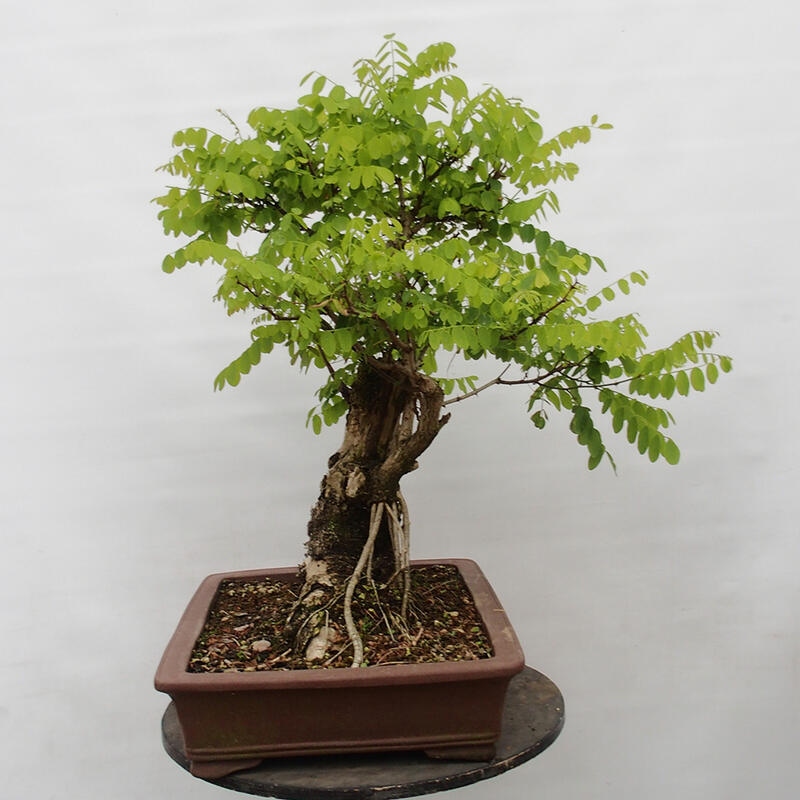 Bonsai im Freien - Akazie - Robinia pseudoacacia