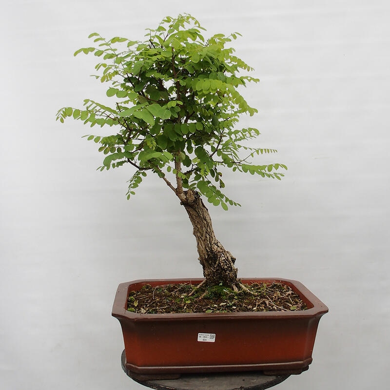 Bonsai im Freien - Akazie - Robinia pseudoacacia