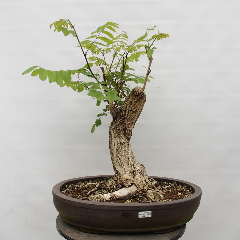 Bonsai im Freien - Akazie - Robinia pseudoacacia