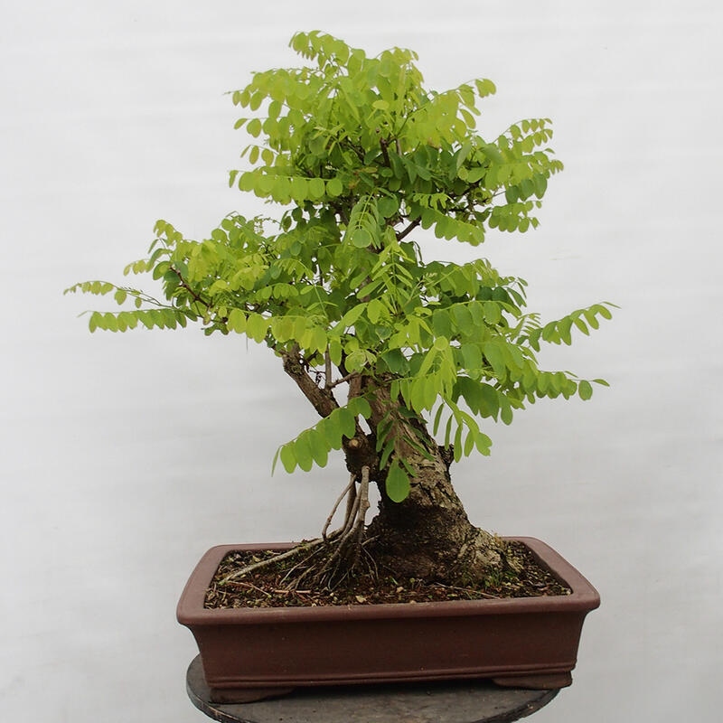 Bonsai im Freien - Akazie - Robinia pseudoacacia